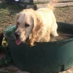 10299649_1680735938809962_1048523564_n-150x150