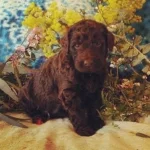 10995101_358320744351834_744349080_n-150x150