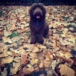 11189312_705291156263648_448804492_n1-150x150