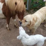 12331339_1654299194858022_283094050_n-150x150