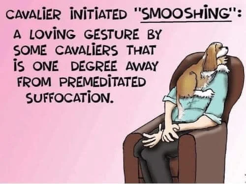 cavalier-smoosh