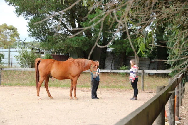 equine-therapy-20