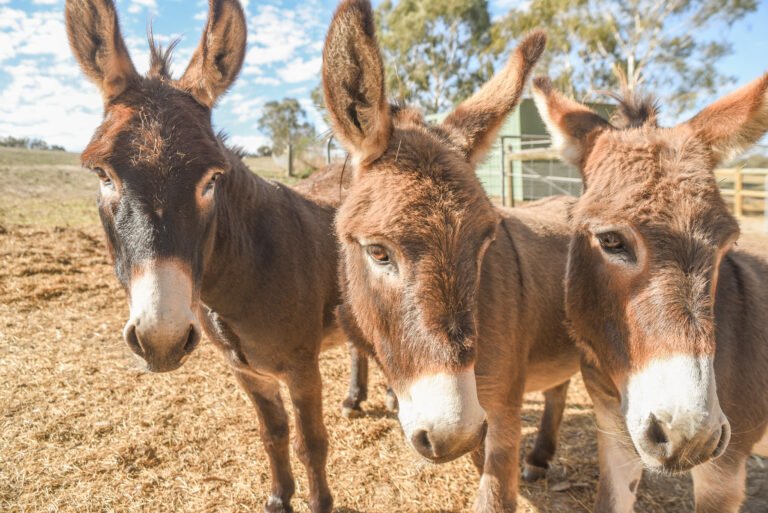 animal assisted therapy melbourne