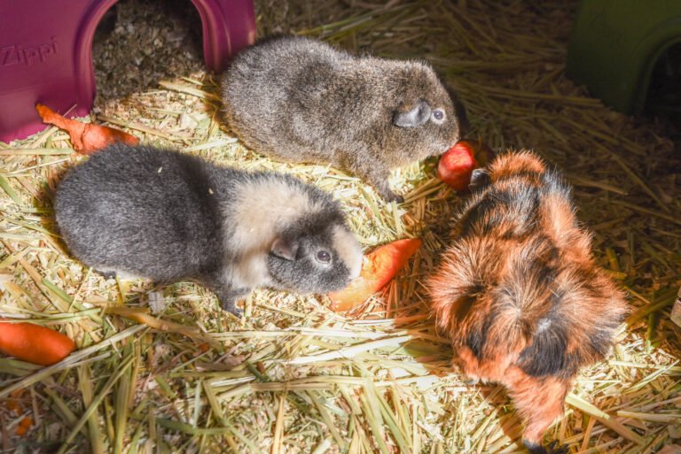 animal assisted therapy melbourne