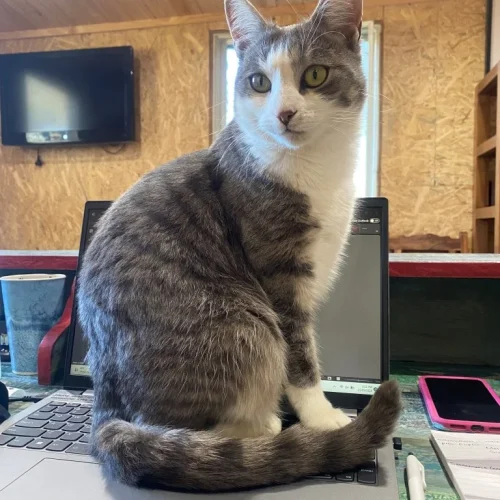 Georgina-office-assisstant-768x1024