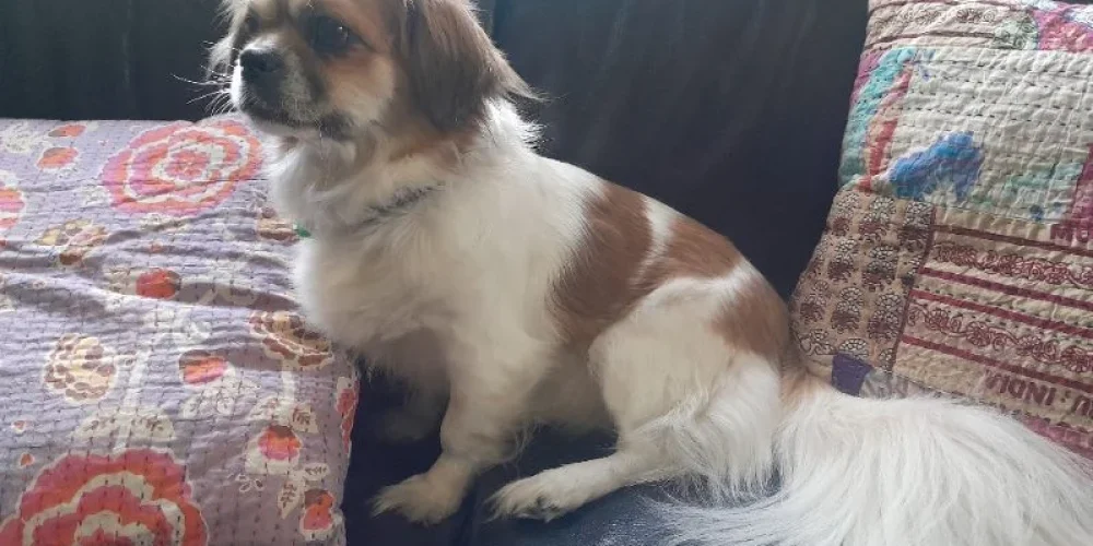 thumbnail_6154766419589729986