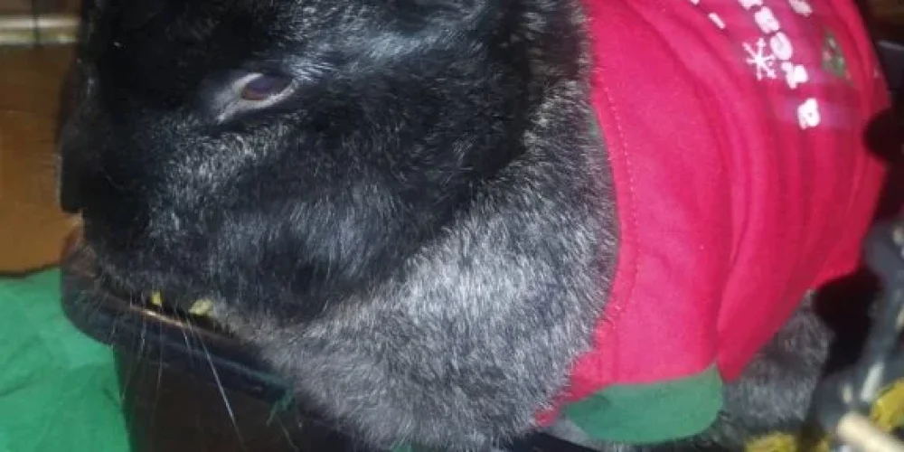 thumbnail_IMG_20221223_220534-576x1024